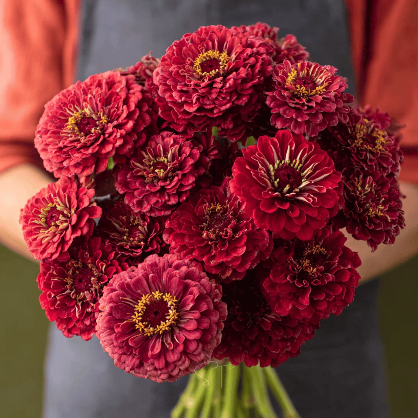 Meteor Zinnia – 100 Seeds - - Seeds