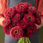 Meteor Zinnia – 100 Seeds - - Seeds