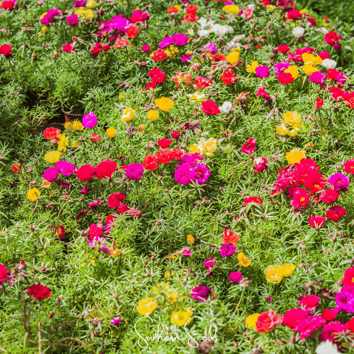 Moss Rose Mix – 250 Seeds - - Seeds