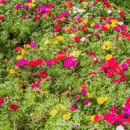 Moss Rose Mix – 250 Seeds - - Seeds
