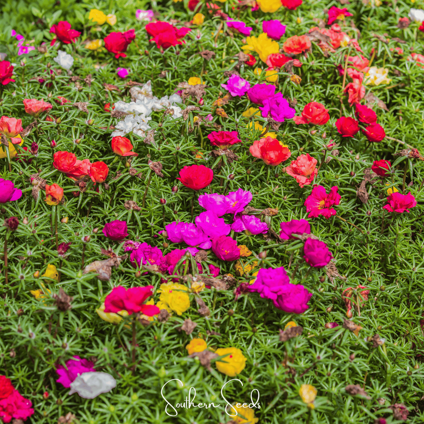 Moss Rose Mix – 250 Seeds - - Seeds