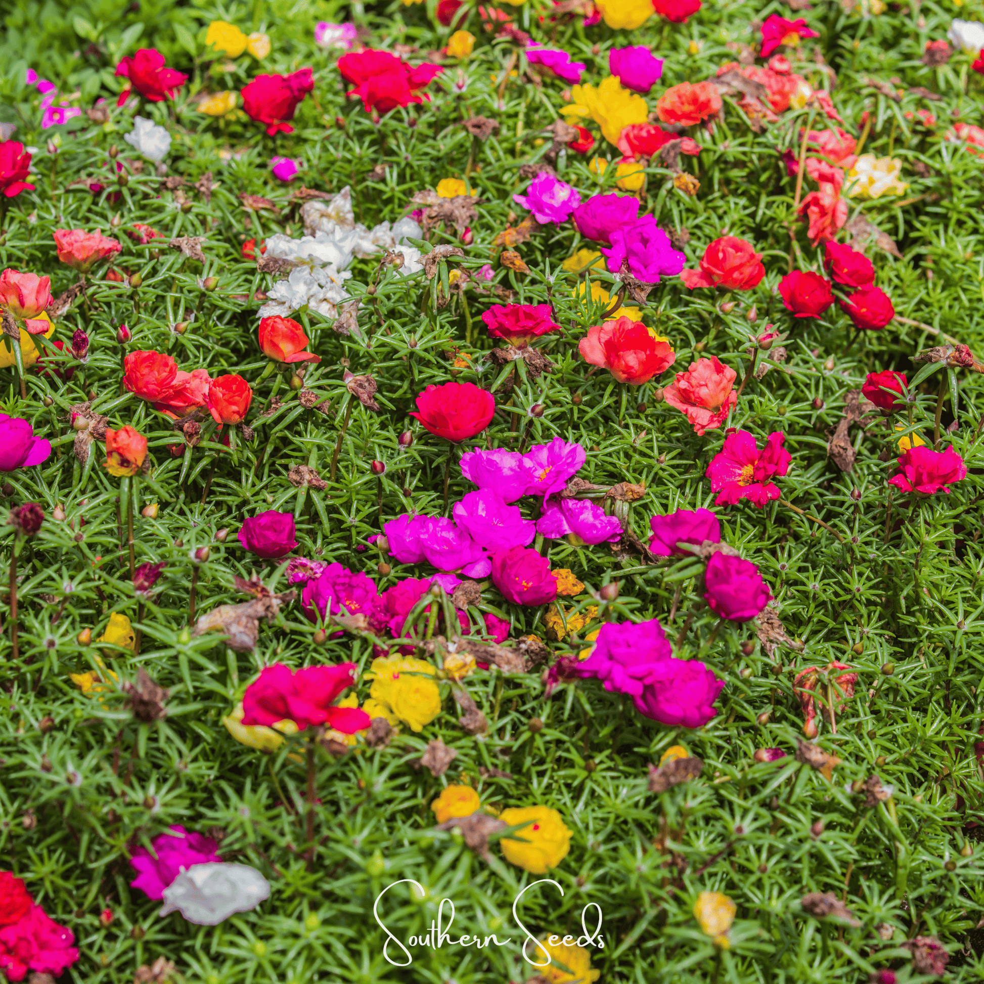 Moss Rose Mix – 250 Seeds - - Seeds