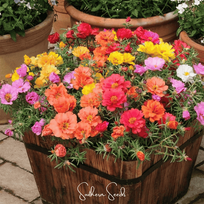 Moss Rose Mix – 250 Seeds - - Seeds