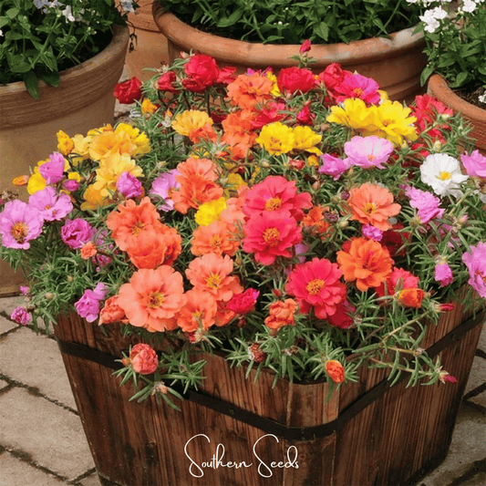 Moss Rose Mix – 250 Seeds - - Seeds