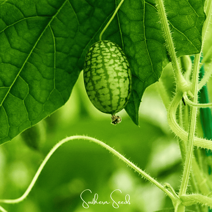 Mouse Melon – 10 Seeds - - Seeds