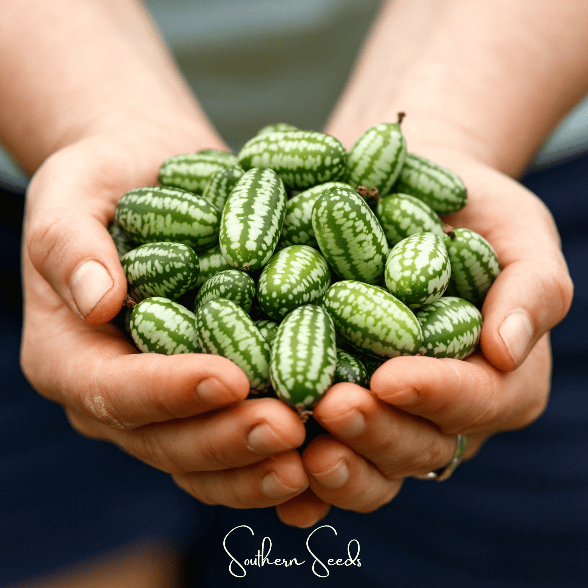 Mouse Melon – 10 Seeds - - Seeds