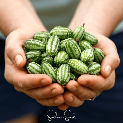 Mouse Melon – 10 Seeds - - Seeds