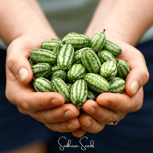 Mouse Melon – 10 Seeds - - Seeds