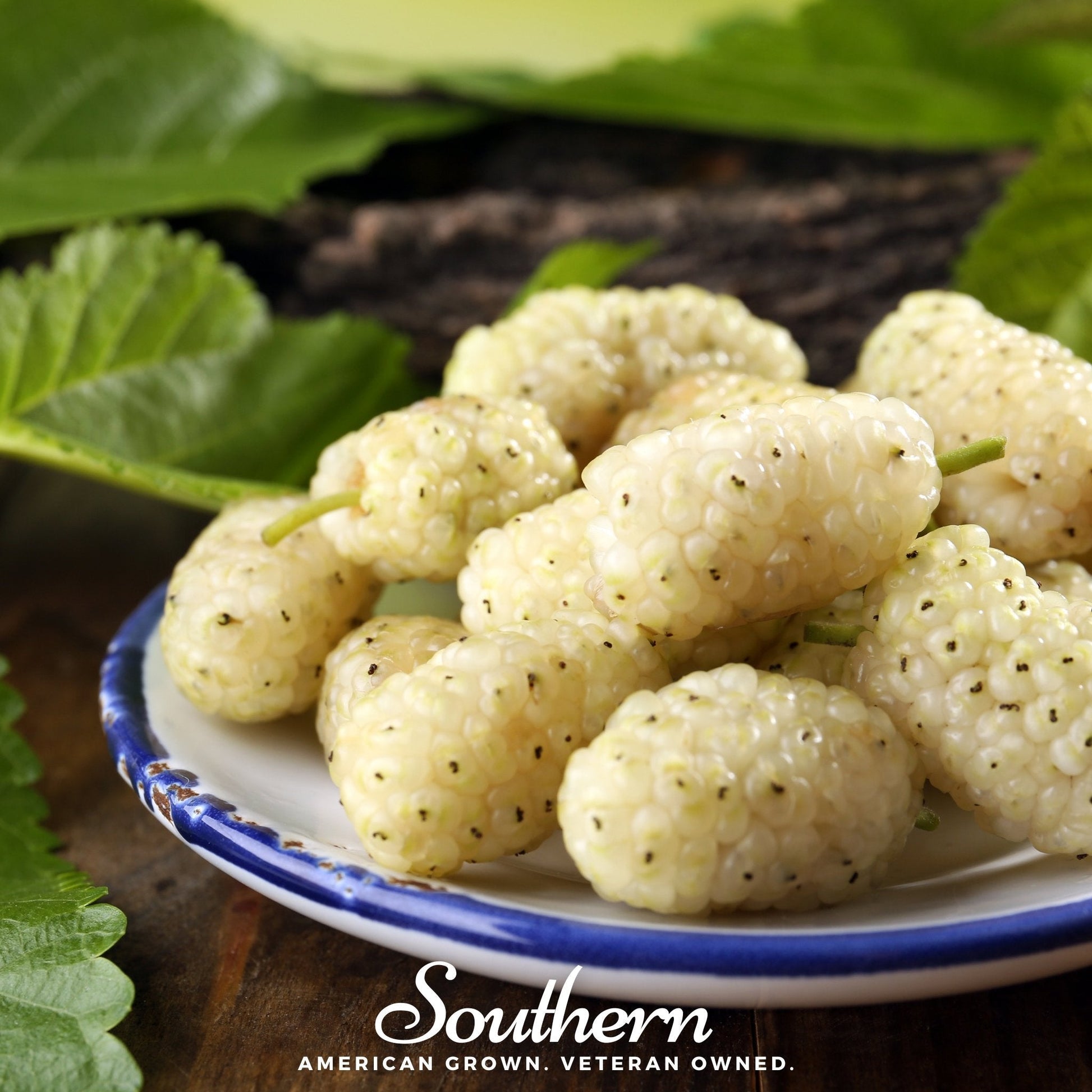 White Mulberry – 50 Seeds - - Seeds