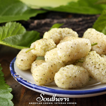 White Mulberry – 50 Seeds - - Seeds