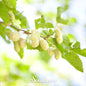 White Mulberry – 50 Seeds - - Seeds