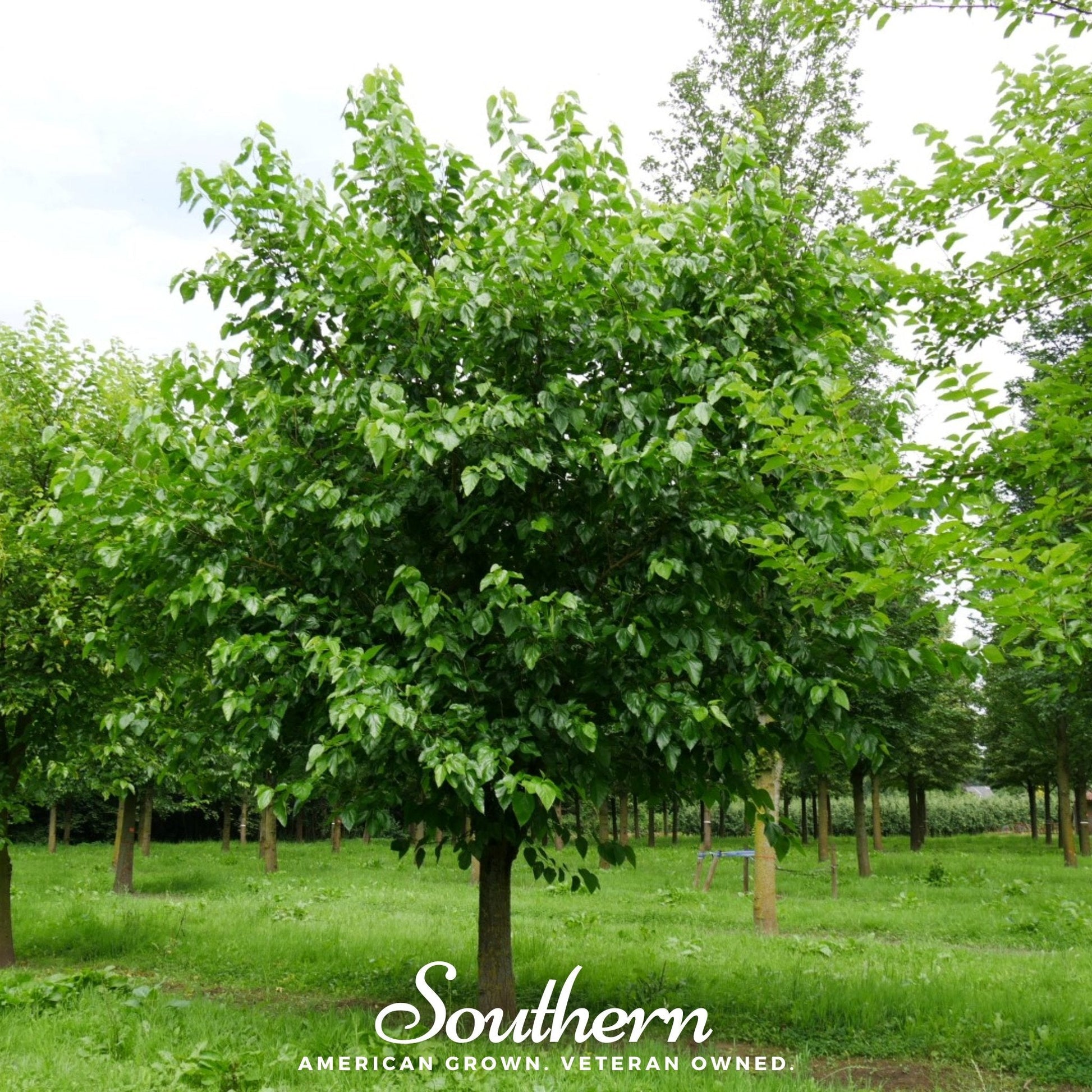 White Mulberry – 50 Seeds - - Seeds