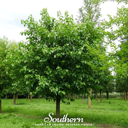 White Mulberry – 50 Seeds - - Seeds