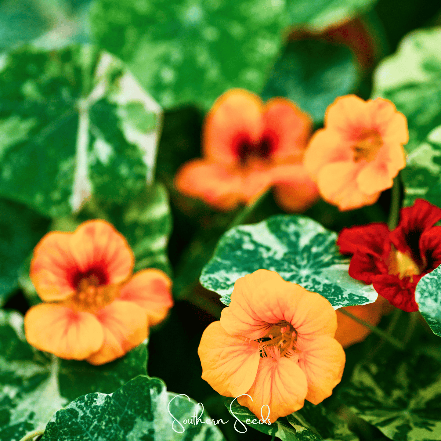 Alaska Mix Nasturtium – 25 Seeds - - Seeds