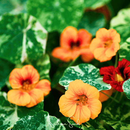 Alaska Mix Nasturtium – 25 Seeds - - Seeds