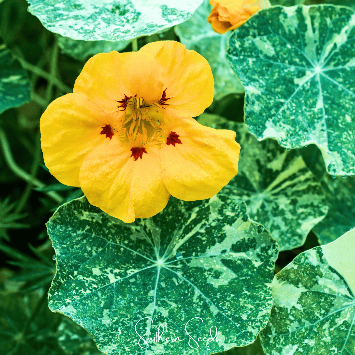 Alaska Mix Nasturtium – 25 Seeds - - Seeds