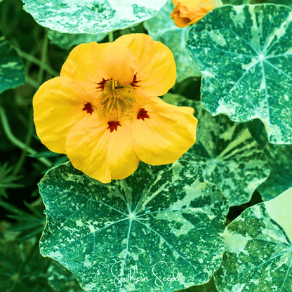 Alaska Mix Nasturtium – 25 Seeds - - Seeds