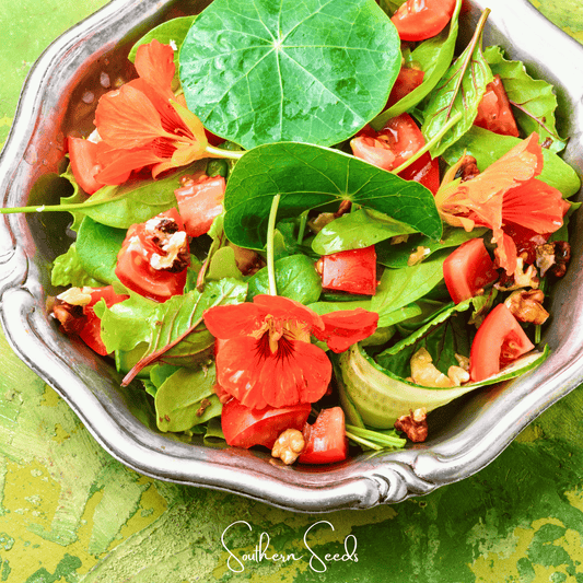 Alaska Mix Nasturtium – 25 Seeds - - Seeds