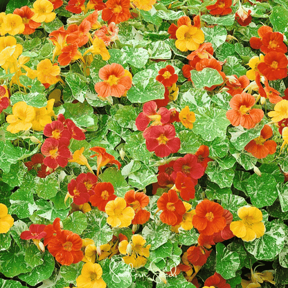 Alaska Mix Nasturtium – 25 Seeds - - Seeds
