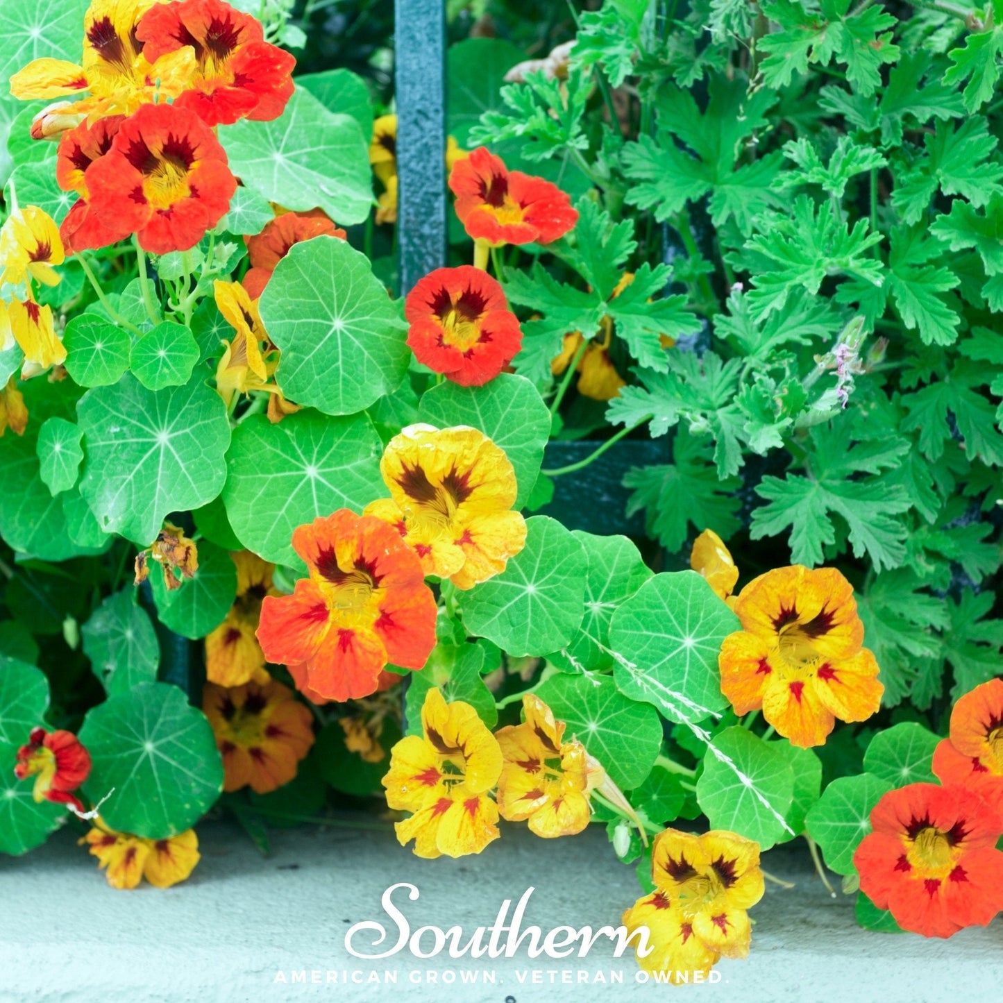 Jewel Nasturtium Mix – 25 Seeds - - Seeds