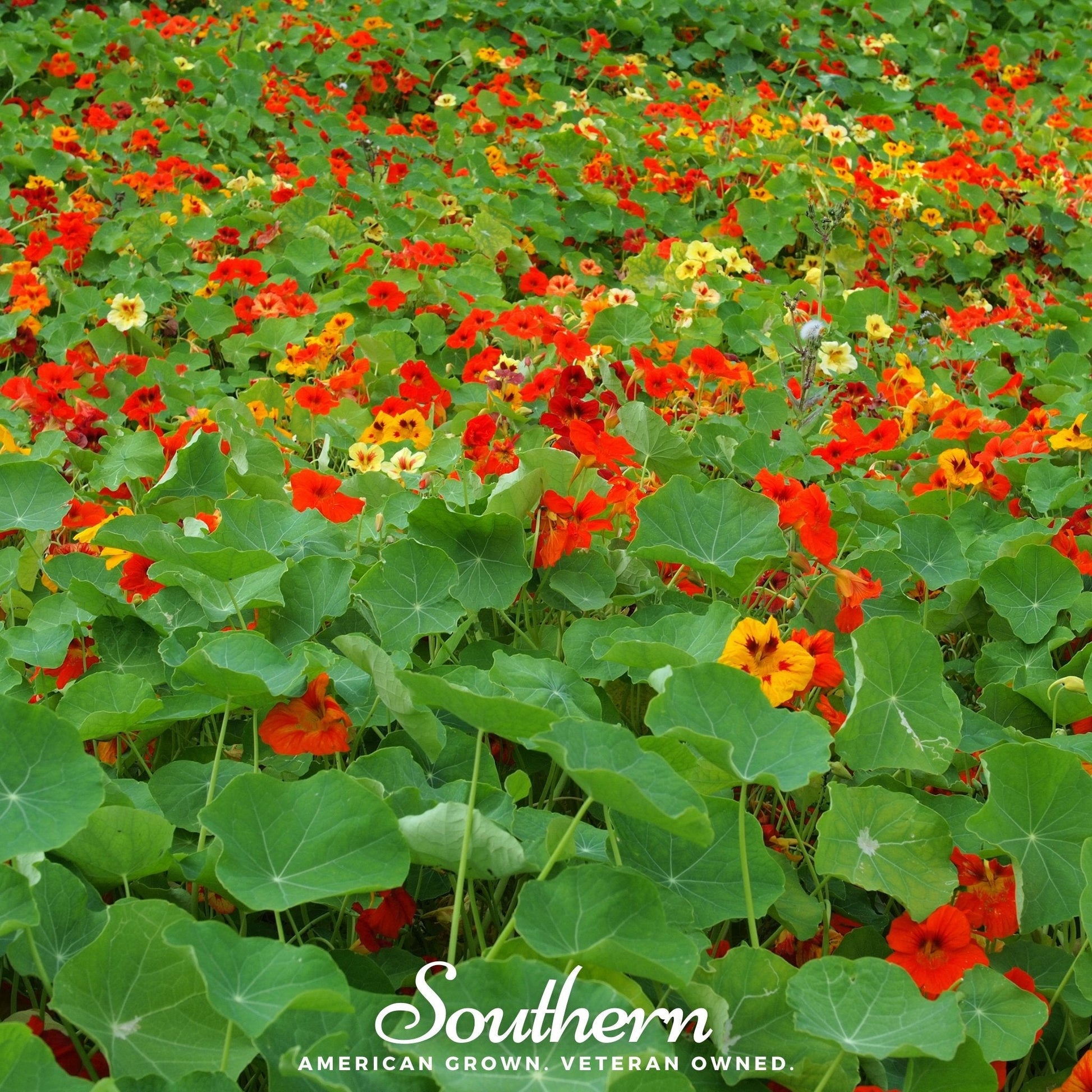 Jewel Nasturtium Mix – 25 Seeds - - Seeds