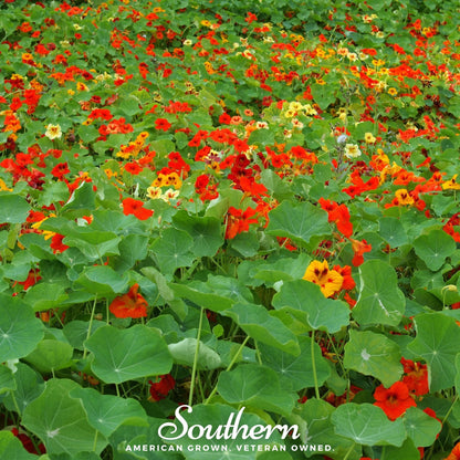Jewel Nasturtium Mix – 25 Seeds - - Seeds