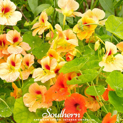Jewel Nasturtium Mix – 25 Seeds - - Seeds