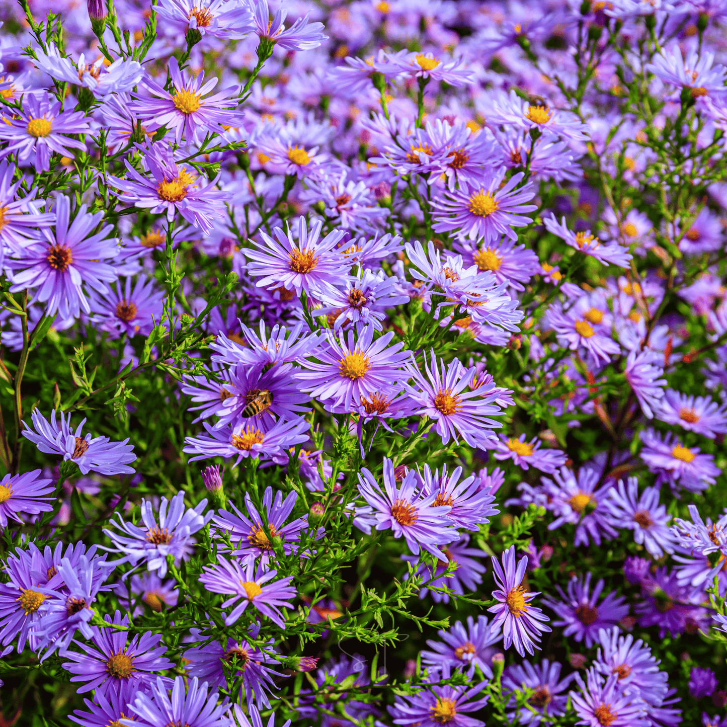 New England Aster – 200 Seeds - - Seeds