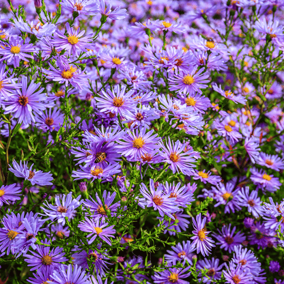 New England Aster – 200 Seeds - - Seeds