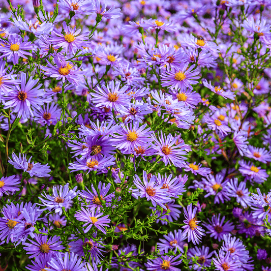 New England Aster – 200 Seeds - - Seeds