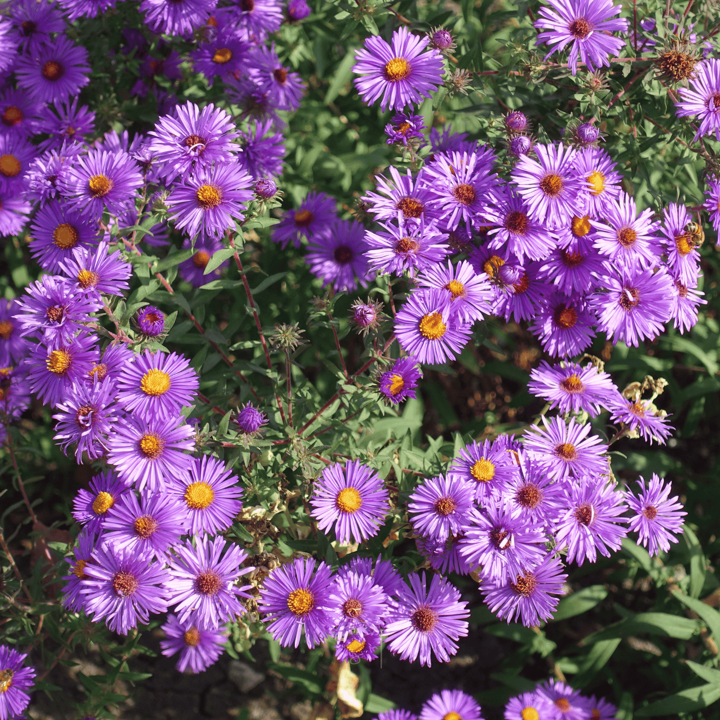 New England Aster – 200 Seeds - - Seeds