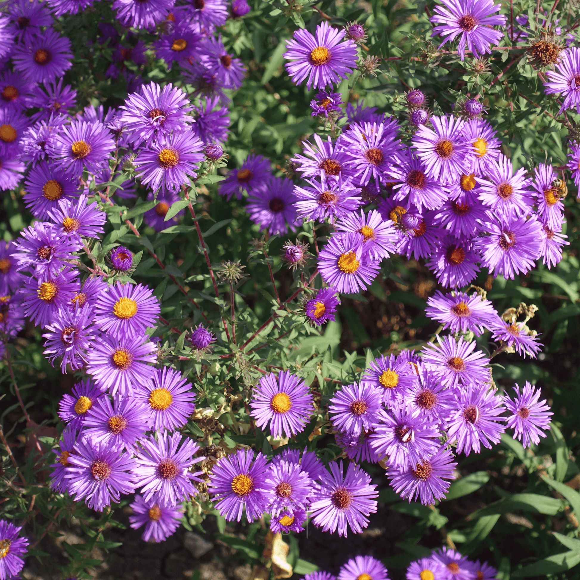 New England Aster – 200 Seeds - - Seeds