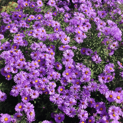 New England Aster – 200 Seeds - - Seeds