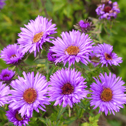 New England Aster – 200 Seeds - - Seeds