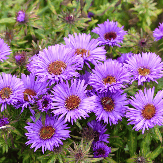 New England Aster – 200 Seeds - - Seeds