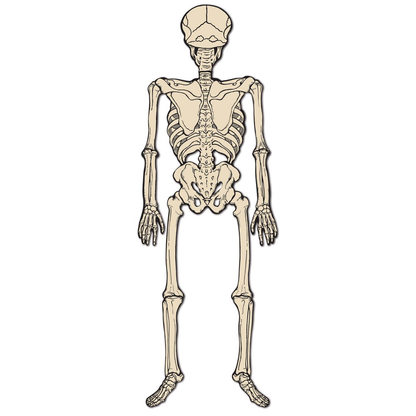 Vintage Halloween Jointed Skeleton - 4 Feet Tall - - Holidays >> Halloween
