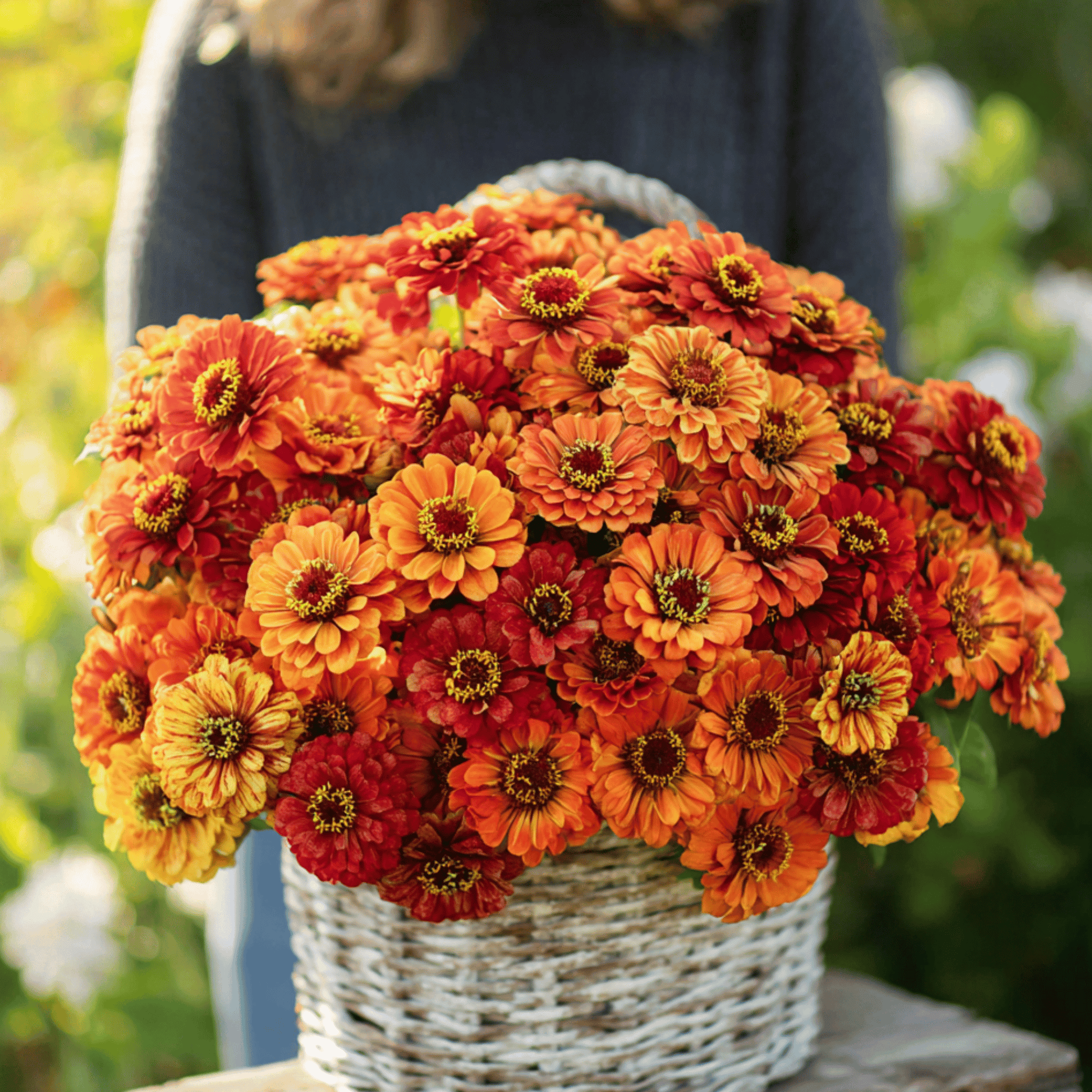 Oriole Zinnia – 50 Seeds - - Seeds