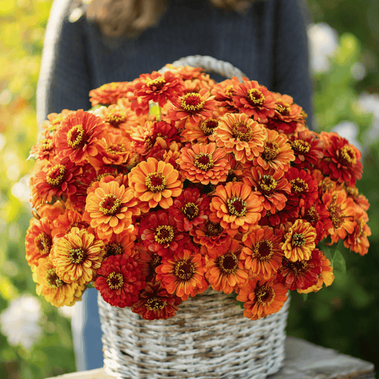 Oriole Zinnia – 50 Seeds - - Seeds