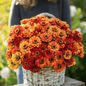 Oriole Zinnia – 50 Seeds - - Seeds