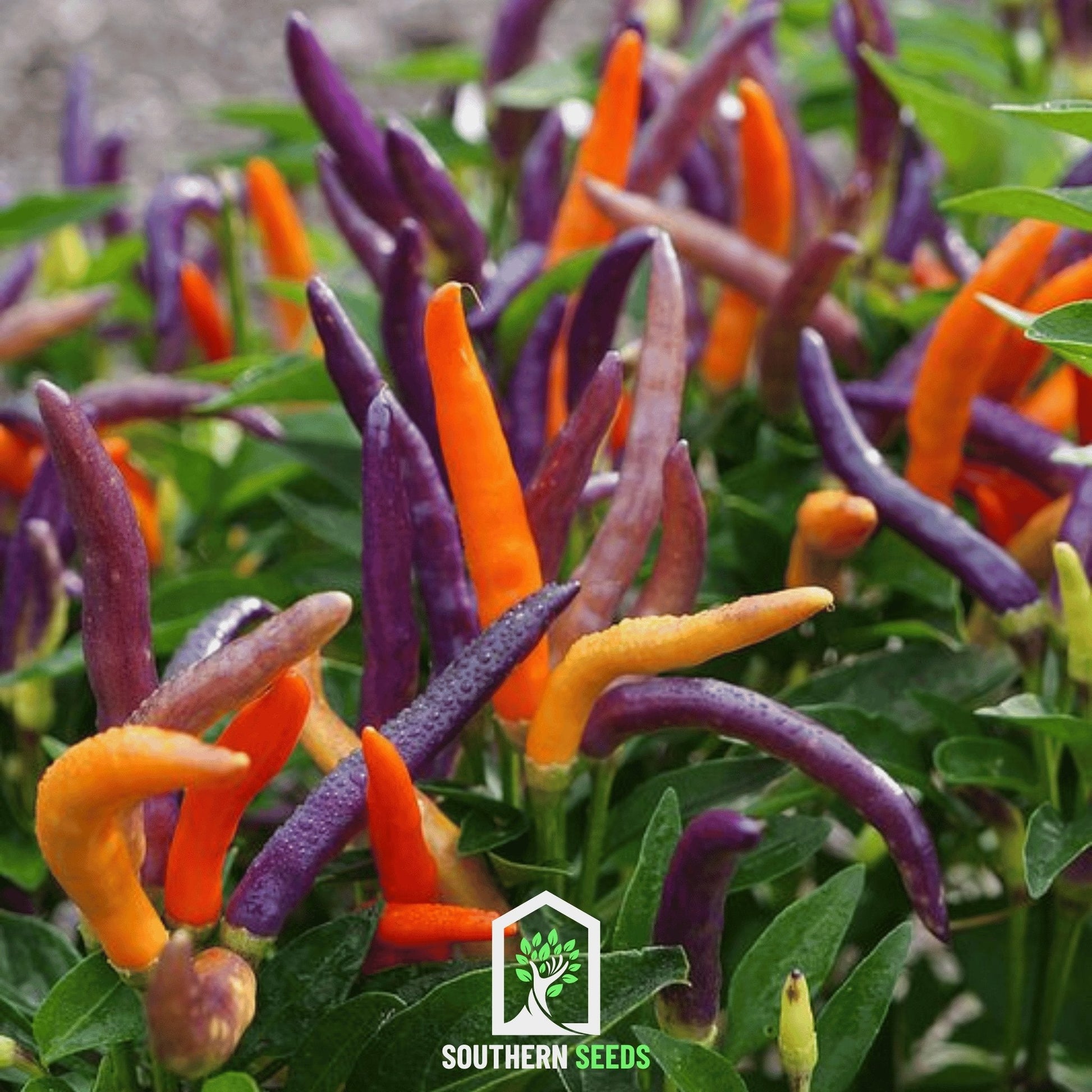 Firework Ornamental Pepper – 25 Seeds - - Seeds
