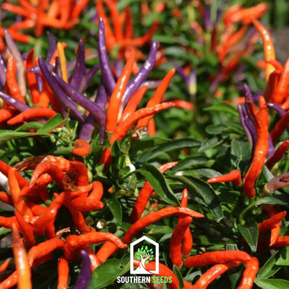 Firework Ornamental Pepper – 25 Seeds - - Seeds