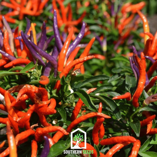 Firework Ornamental Pepper – 25 Seeds - - Seeds