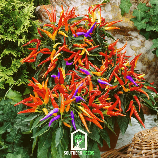 Firework Ornamental Pepper – 25 Seeds - - Seeds