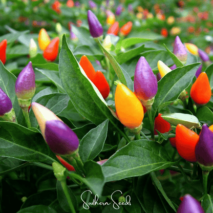 Ornamental Pepper Mix – 30 Seeds - - Seeds