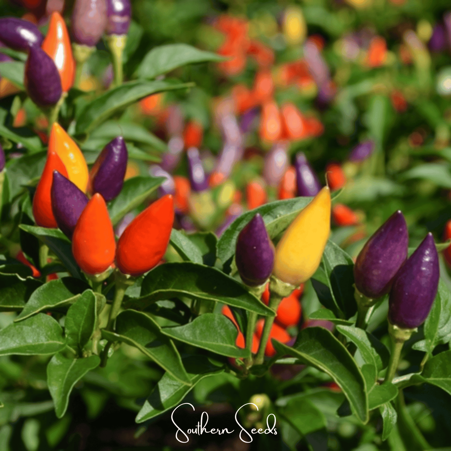 Ornamental Pepper Mix – 30 Seeds - - Seeds