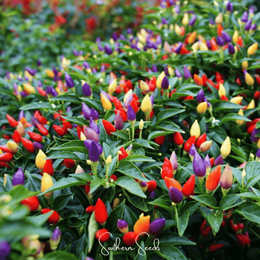 Ornamental Pepper Mix – 30 Seeds - - Seeds