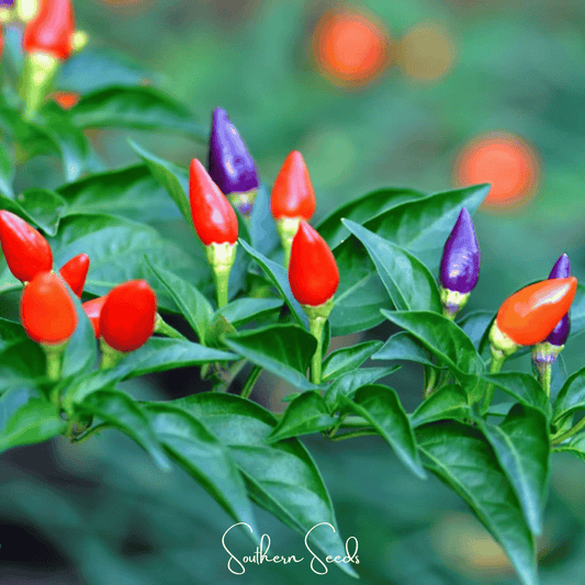 Ornamental Pepper Mix – 30 Seeds - - Seeds