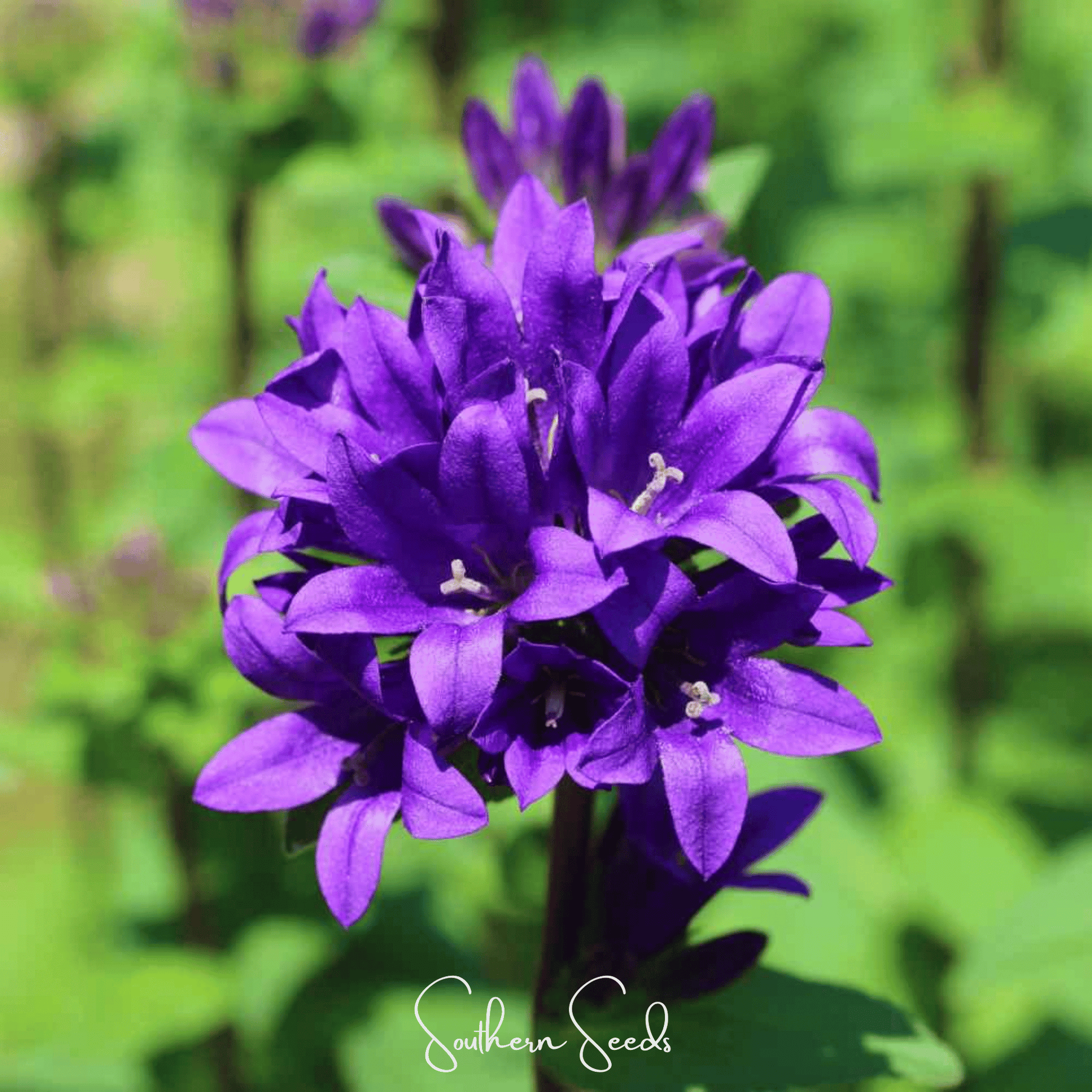 Pixie Patch Seed Collection – 10 Enchanted Varieties - - Seeds