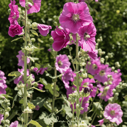 Pixie Patch Seed Collection – 10 Enchanted Varieties - - Seeds