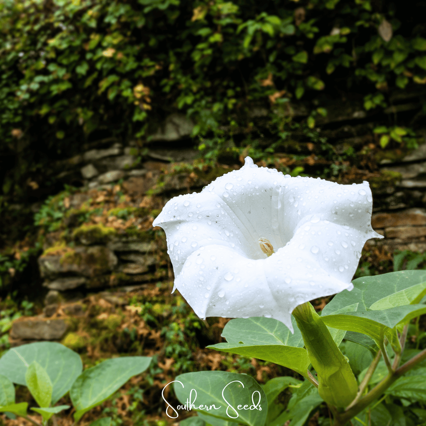 Pixie Patch Seed Collection – 10 Enchanted Varieties - - Seeds